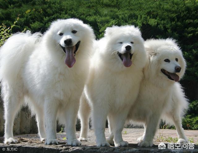 雪橇三傻的传奇:如果在雪橇三傻中选一个做警犬，哪个合适？