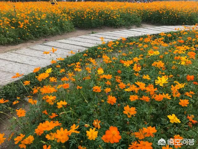 广州芳村花鸟鱼虫市场黑历史:广州有哪些非常值得一去的地方？