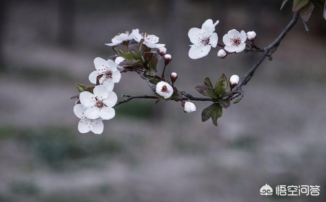 春眠不觉晓，是不是批评睡懒觉，不惜光阴的一首诗？:春眠不觉晓的晓是什么意思 第2张