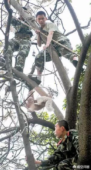 救援猫:淄博小猫被困树上下不来。市民找来起重机锯树救猫，你怎么看？