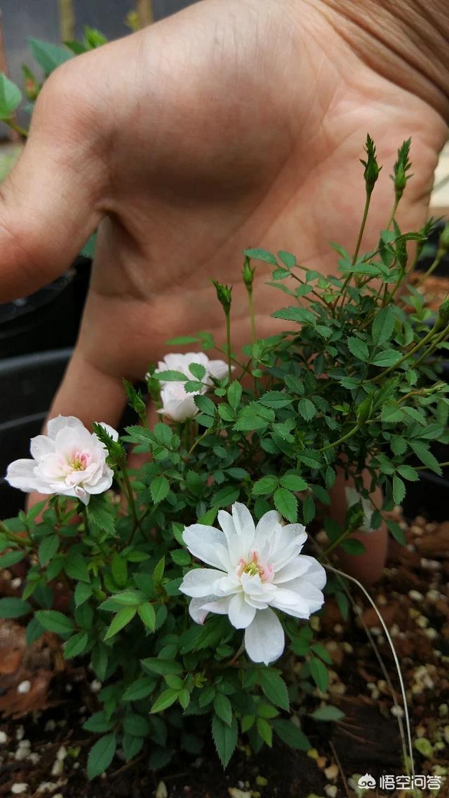 优秀月季花品种介绍百度网:盆栽月季花用什么品种好？