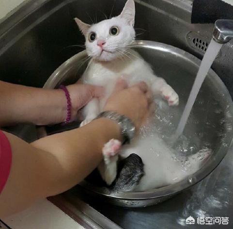 爱洗澡的猫猫视频:爱洗澡舞蹈视频 给猫洗澡对猫来说残忍吗？