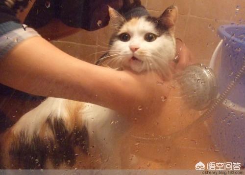 爱洗澡的猫猫视频:爱洗澡舞蹈视频 给猫洗澡对猫来说残忍吗？