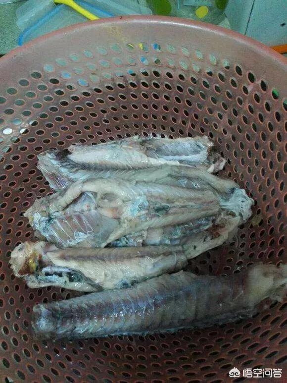 吃垃圾的淡水鱼有哪些:冷水鱼缸里放什么鱼清除垃圾？