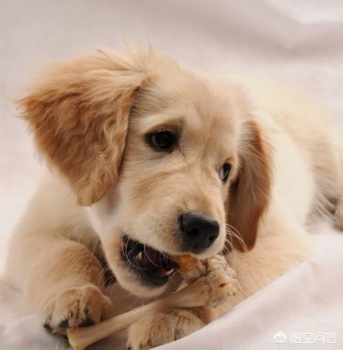头条问答 狗狗便秘吃什么 淡如水o的回答 0赞