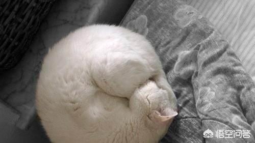 为什么猫咪能缩在小盒子里面:猫咪为什么爱舔塑料包装袋？
