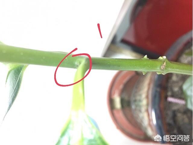 平安树的养殖方法和注意事项平安:平安树喜欢水吗？该怎样养殖，我买了两次，都死啦？