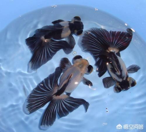 水族疾病防治:养殖了两年的金鱼易患哪些疾病？该如何防治？