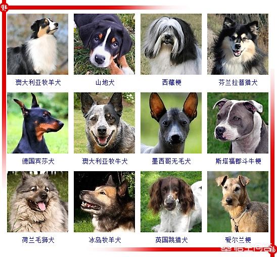450只宠物狗品种图片大全:现存的狗狗有450多种，常见的有哪些呢？
