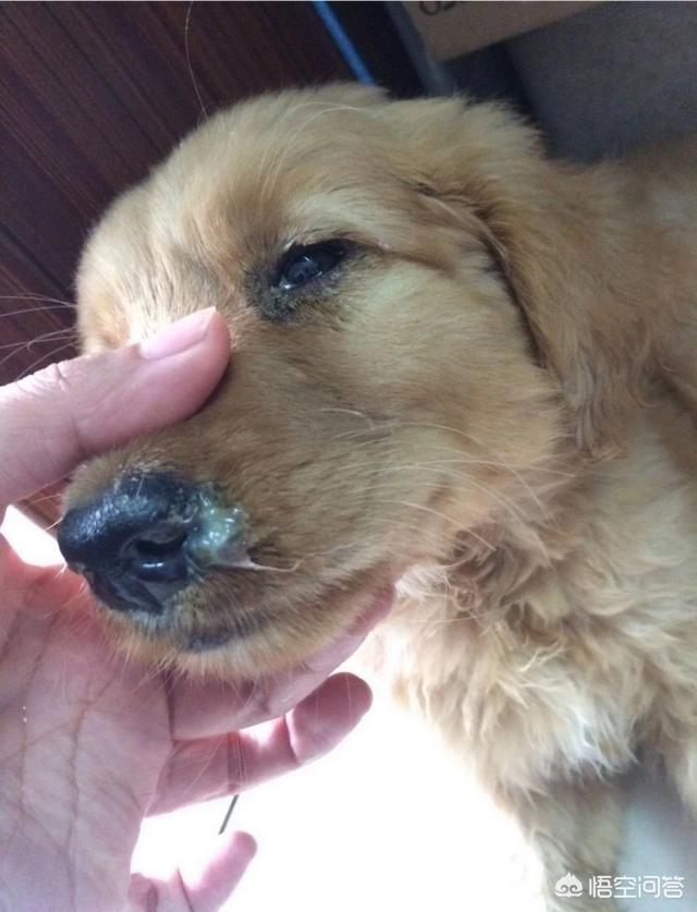 犬瘟热早期表现为:狗狗得了狂犬病症状和狗瘟症状有什么区别，如何区分？ 犬瘟热炎症一直没有减轻