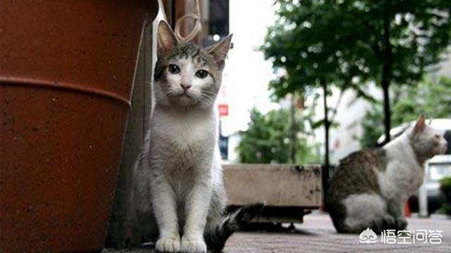 关于流浪狗和流浪猫感悟:看到流浪狗流浪猫心里特别难过 大家如何看待越来越多的流浪狗和流浪猫？