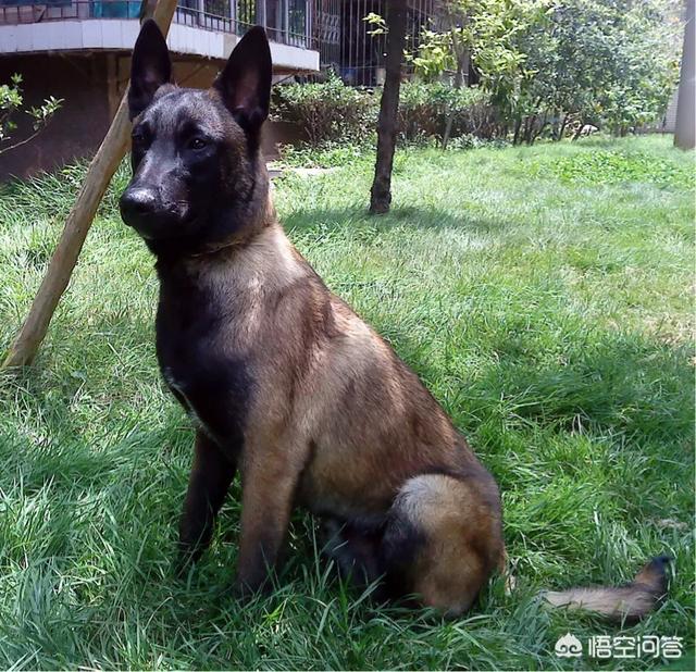 中国马犬介绍:为什么大家都不太敢养马犬？