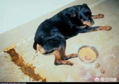 巴哥犬细小病毒的治疗方案:狗狗得了细小又输不进液，只能打针可还是吐怎么办？