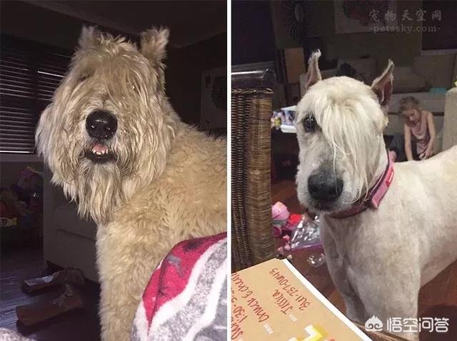 香蕉小狗造型做法大全:香蕉造型做法大全图片 你会自己给狗狗做造型吗？