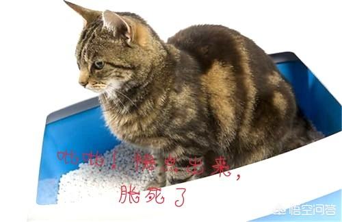 猫咪肾衰的原因:由尿结石引起的猫咪肾衰竭怎么治疗？