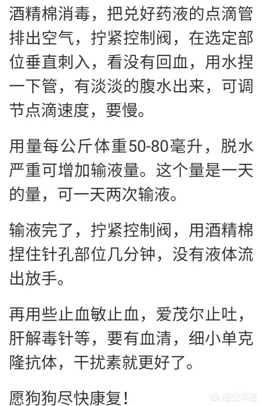 犬细小病毒怎么治疗:犬细小病毒感染怎么治疗 犬细小早期家中治疗方法？