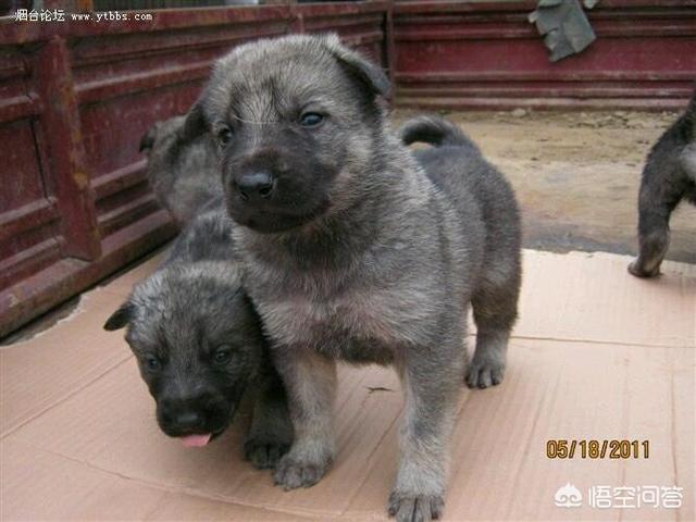 大庆哪里卖狼青狗崽:狼青母犬生了狗崽，但是母狗把狗崽吃了，是什么原因？