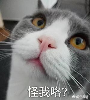 家家猫:流浪猫会去寻找可以收养自己的家庭吗？ 家家猫跨境电商