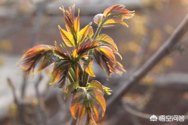 头条问答 正值初春 各种野菜陆续上市 常见野菜有哪些 17个回答