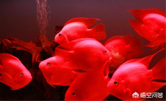 淡水热带鱼哪些好养？怎么入缸？