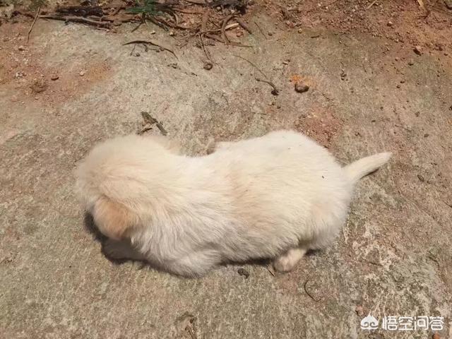 中华田园犬图片简笔画:你见过哪些长得特别好看的中华田园犬？