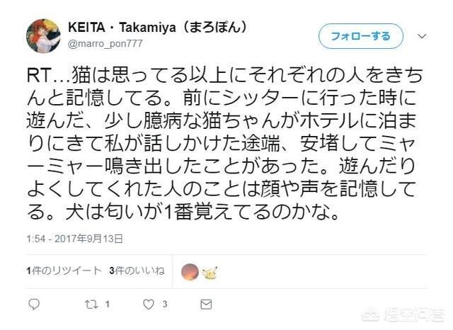 花狸猫游戏社区在线全集观看:失散多年再相见，猫咪还会记得自己的家人吗？