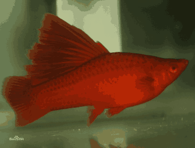 大连红箭鱼图片:红箭鱼水霉病图片 养鱼知识:红箭鱼多长时间喂食一次为宜？