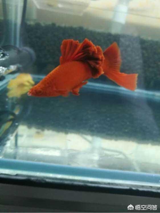 大连红箭鱼图片:红箭鱼水霉病图片 养鱼知识:红箭鱼多长时间喂食一次为宜？