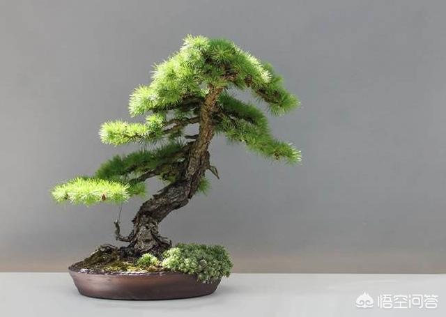 头条问答 - 松树盆景用的赤玉土,需用多大颗粒的合适?(4个回答)