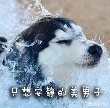 警犬狗链子怎么戴:请问各位养汪的朋友，我家狗狗不爱带项圈怎么办？ 警犬专用狗脖套怎么戴