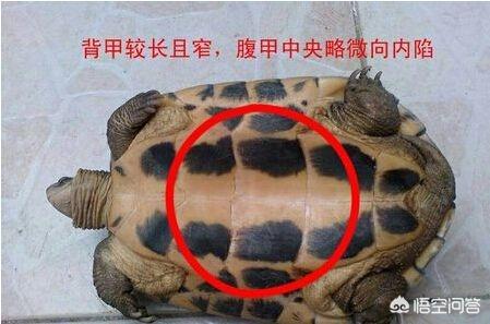 平胸龟公母怎么看:怎么看乌龟是公的还是母的？