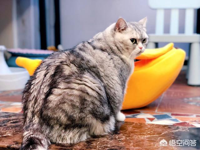 猫猫安乐死的方法:有哪些预防家里猫猫狗狗被人药死的方法？