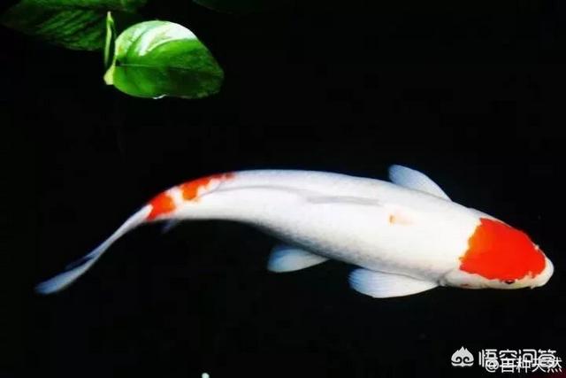 银锦鲤鱼吃什么食物:家养的锦鲤吃什么魚食好？