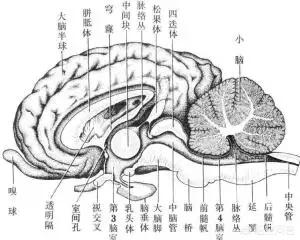 化脓性脑炎抽搐算晚期吗:2岁半的孩子发烧脑炎4天，医学现能治愈吗？