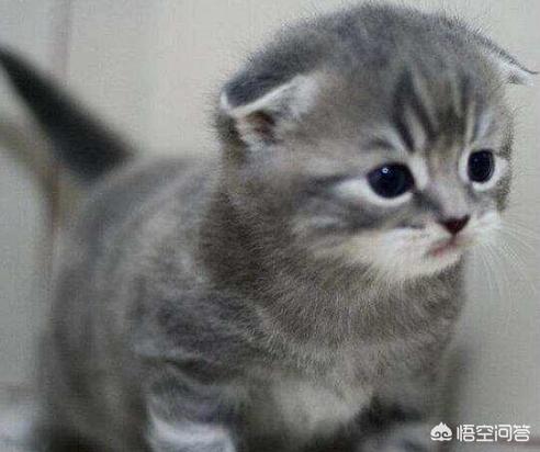 猫咪有约论坛进不去:旧猫和新猫相处不了怎么办？