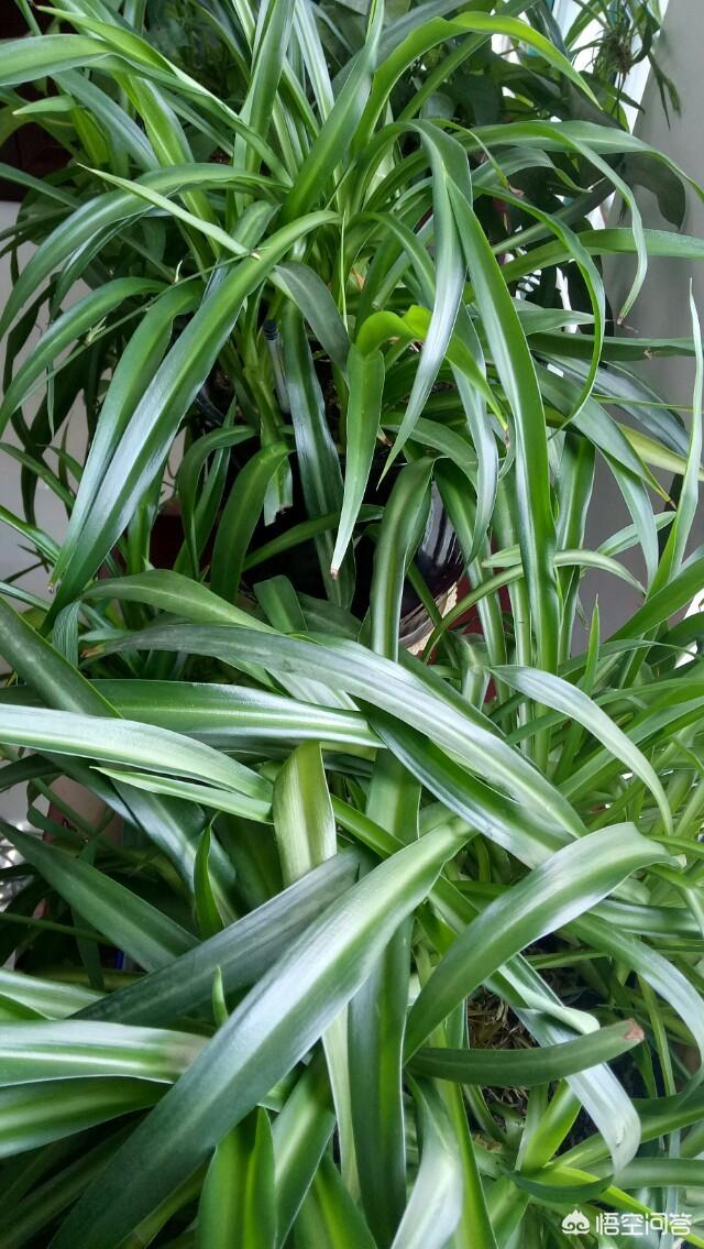 燕子掌能净化空气:燕子掌对室内的危害 家中种植哪些植物可以净化空气？