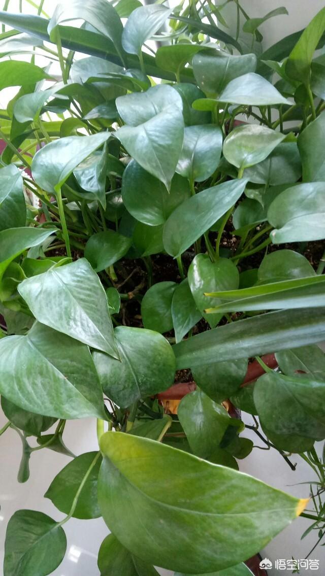 燕子掌能净化空气:燕子掌对室内的危害 家中种植哪些植物可以净化空气？