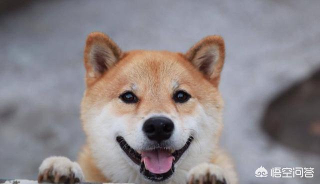 柴犬世界上最丑的狗:柴犬掉毛后会变丑吗？如果变丑了该怎么办？