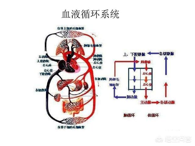 什么是血压?_小强知识网