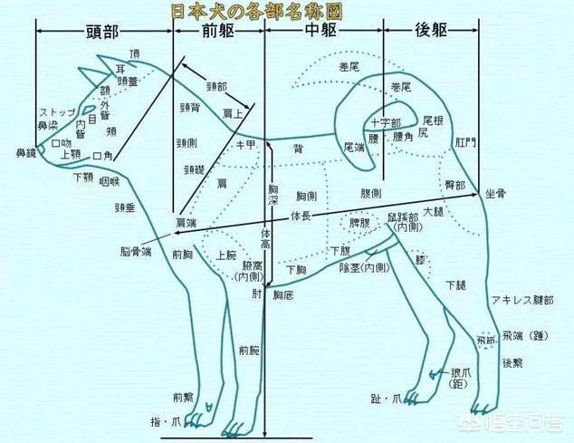 日本柴犬图片:如何评价中国土狗和日本柴犬？