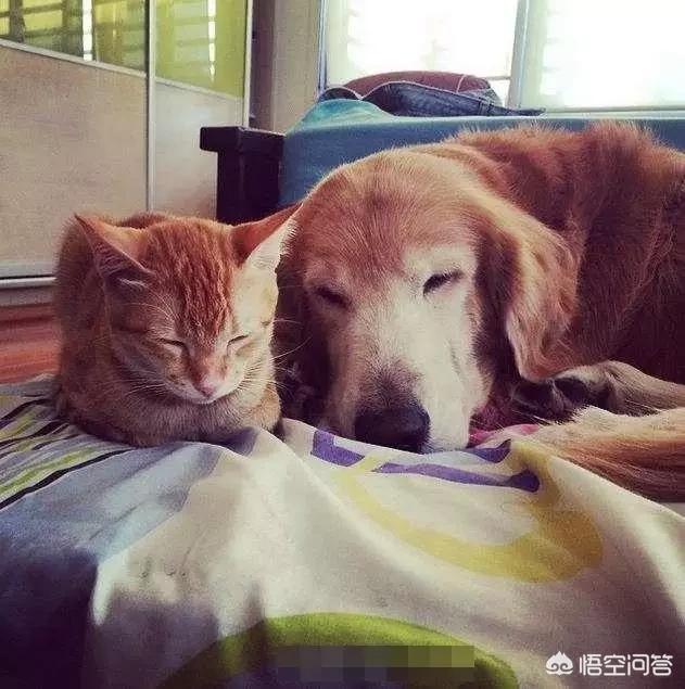 我的狗朋友是猫:农村搬迁之后，遗留下来的猫和狗，最后都怎么样了？