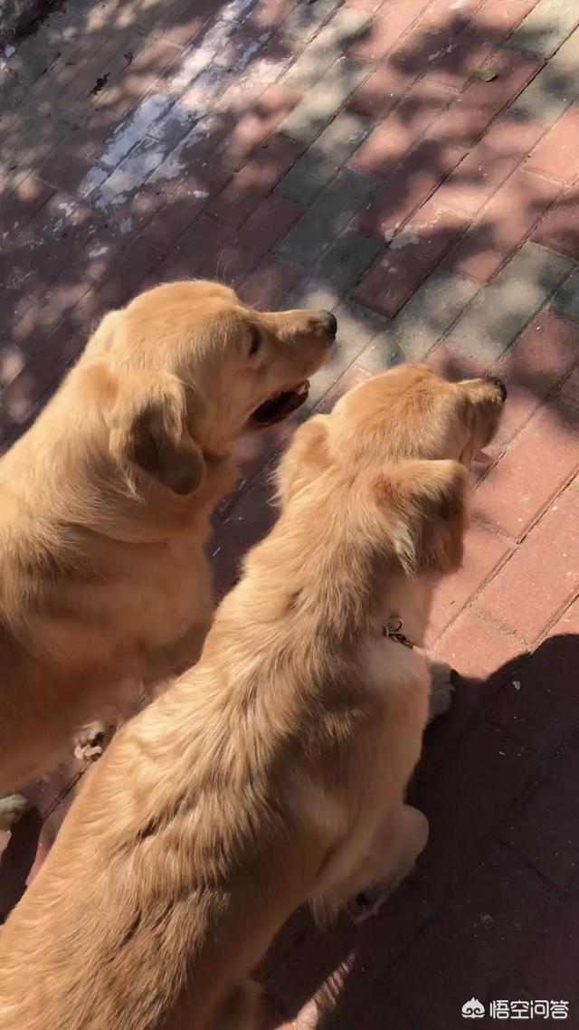 金毛幼犬的狗粮怎么选:刚入手一只金毛。想请教下关于训练，以及狗粮的选择？ 金毛幼犬吃什么牌子的狗粮最好