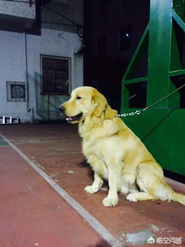 金毛幼犬的狗粮怎么选:刚入手一只金毛。想请教下关于训练，以及狗粮的选择？ 金毛幼犬吃什么牌子的狗粮最好