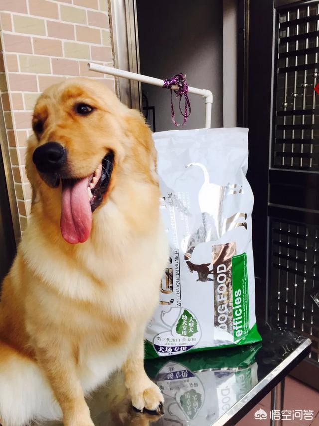 金毛幼犬的狗粮怎么选:刚入手一只金毛。想请教下关于训练，以及狗粮的选择？ 金毛幼犬吃什么牌子的狗粮最好