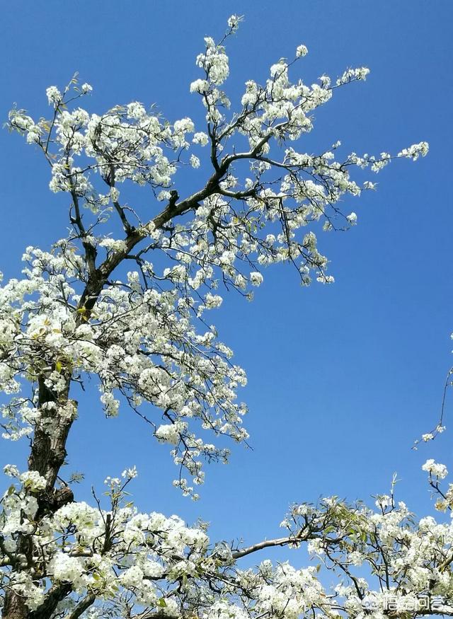 头条问答 如何拍摄白背景的花卉照片 26个回答