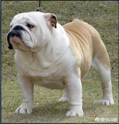哪买英牛犬:法国斗牛犬大概多少钱一只？