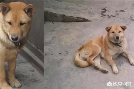 缉毒犬被安乐死之前:狗狗临死前会有哪些征兆？