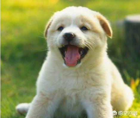 土狗拉稀吃什么药:狗狗拉肚子的时候应该吃什么？ 土狗拉肚子吃什么药