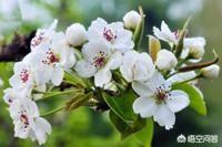 枣庄的石榴花几月开:枣庄附近有看花的好地方吗？