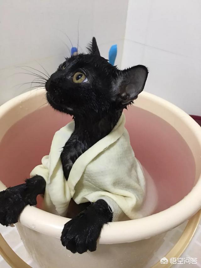 小猫回家:刚抱回家小猫咪该注意什么？